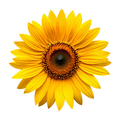 Obraz premium Beautiful yellow sunflower blossom with green leaf and seeds isolated on white background, a bright macro of a summer garden flower for nature and agriculture beauty