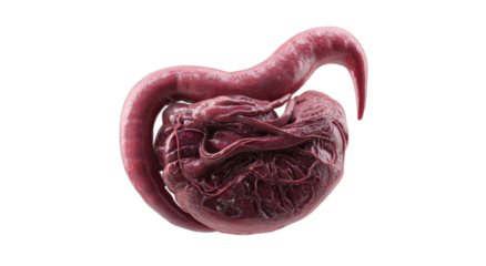 Intricate, detailed rendering of a convoluted, fleshy, organic mass