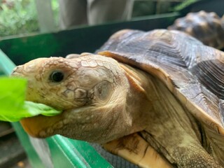 The African Geocheleno Sulcata  spurred tortoise is an endangered species inhabiting the southern edge of Sahara Desert. the largest mainland species in Africa.