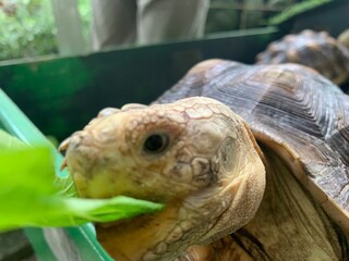 The African Geocheleno Sulcata  spurred tortoise is an endangered species inhabiting the southern edge of Sahara Desert. the largest mainland species in Africa.