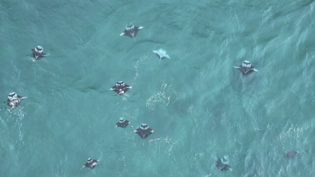 Aerial view of manta rays gliding gracefully through the turquoise waters of the Indian Ocean, their dark silhouettes contrasting against the bright sea surface, Maldives.