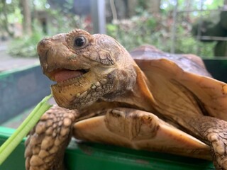 The African Geocheleno Sulcata  spurred tortoise is an endangered species inhabiting the southern edge of Sahara Desert. the largest mainland species in Africa.