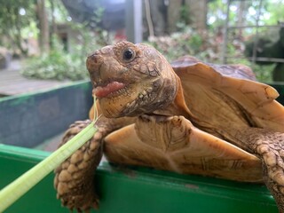 The African Geocheleno Sulcata  spurred tortoise is an endangered species inhabiting the southern edge of Sahara Desert. the largest mainland species in Africa.