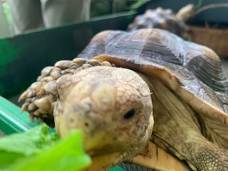The African Geocheleno Sulcata  spurred tortoise is an endangered species inhabiting the southern edge of Sahara Desert. the largest mainland species in Africa.