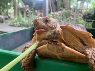 The African Geocheleno Sulcata  spurred tortoise is an endangered species inhabiting the southern edge of Sahara Desert. the largest mainland species in Africa.