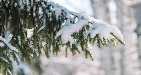 Snow-covered spruce branch with copy space, winter background. High quality photo