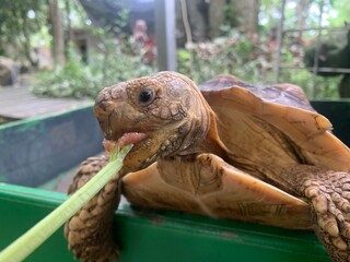 The African Geocheleno Sulcata  spurred tortoise is an endangered species inhabiting the southern edge of Sahara Desert. the largest mainland species in Africa.