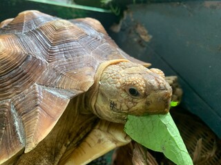 The African Geocheleno Sulcata  spurred tortoise is an endangered species inhabiting the southern edge of Sahara Desert. the largest mainland species in Africa.