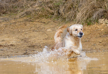 Purebred golden retriever dog in the field running in a lake looking to collect a hunting piece