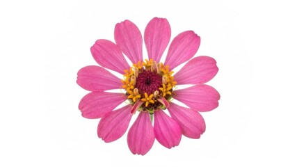 Obraz premium Close-up of a vibrant pink zinnia flower