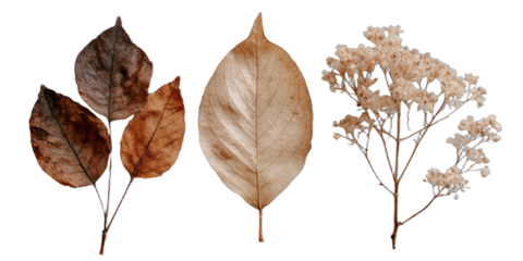 Three dried leaves and a fluffy seed pod arrangement on black background