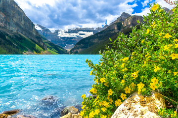 Yellow flowers blooming by turquoise lake louise in banff national park