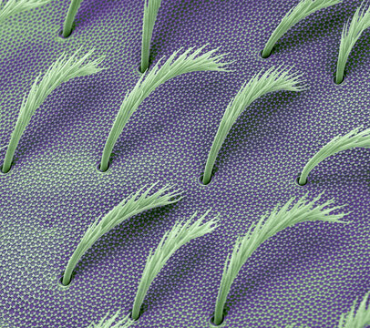 Springtail body hair, SEM