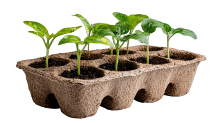 Young green seedlings in a biodegradable tray, ready for planting