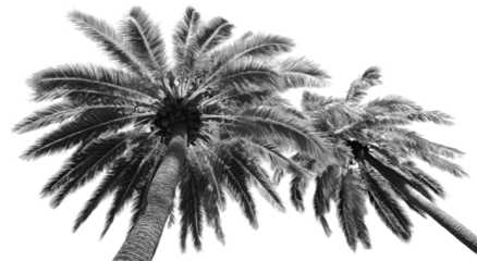 Two palm trees with fronds reaching upwards against a black background