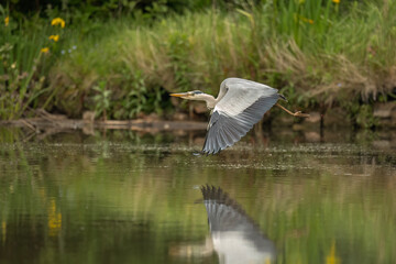 Heron flying from a pond © Digital Nature 