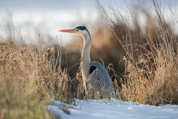 Grey heron in the snow