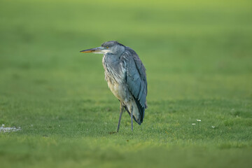 Fototapeta premium Grey heron on the grass, close up
