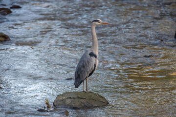 Grey heron on a rock in a river
