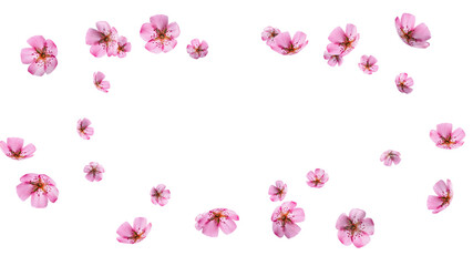 Cherry blossom border frame overlay with copy space 3D render
