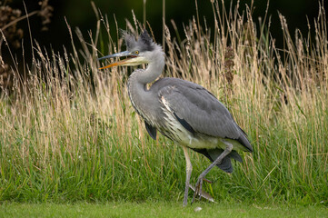 Heron on grass with fluffed up head feathers, squawking