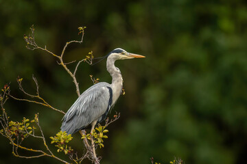 Grey heron perched in a tree, close up