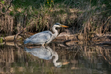 Grey heron in water fishing