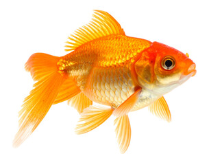 Goldfisch isoliert &ndash; Freigestellter Fisch auf wei&szlig;em Hintergrund f&uuml;r Compositing