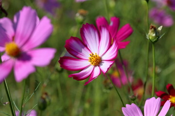 縁取りが美しい秋桜　（高知県　奈半利町）