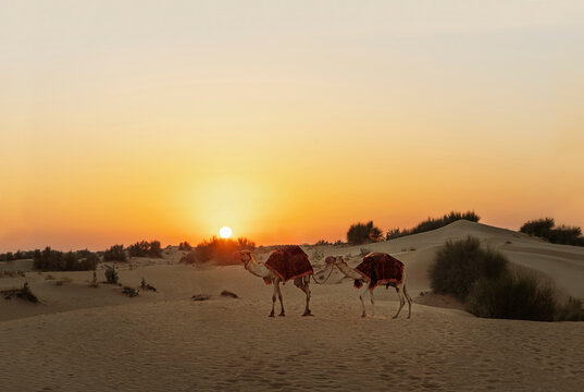 Two camels in Dubai desert landscape at sunset