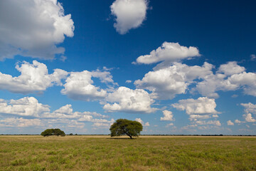 Umbrella acacia tree under blue sky in Central Kalahari Botswana
