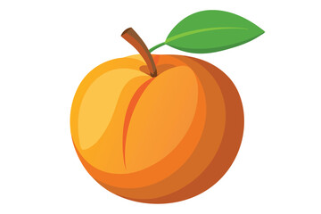 apricot on white background