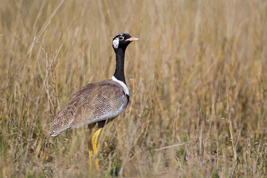 Black Korhaan standing in grassland Central Kalahari Botswana outdoors