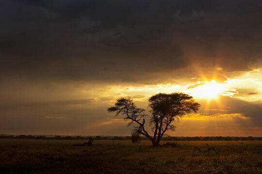 Springbok antelope at umbrella acacia during sunrise Central Kalahari Reserve