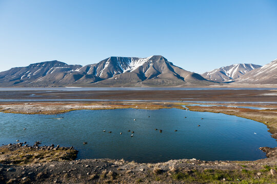 Common eider duck colony swimming on a lake with arctic mountains