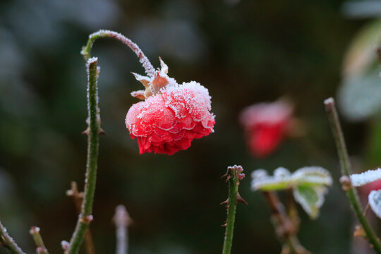 Frost covered red rose in winter nature outdoors in Germany