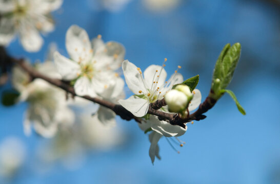 Apple blossom branch with flowers and buds in spring outdoors