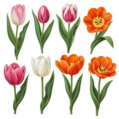 Obraz premium Beautiful tulip flowers collection