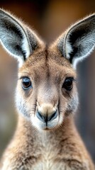 Obraz premium National Kangaroo Awareness Day. Close-up of a young kangaroo with focused gaze