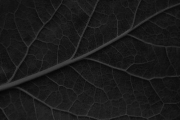 Leaf veins macro background for design