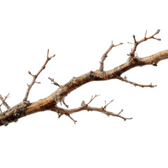 Fototapeta premium A gnarled, bare tree branch with intricate, delicate twig extensions