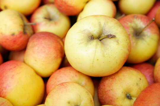 Organic apples at weekly outdoor market in Wolfratshausen Upper Bavaria