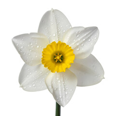 Beautiful white daffodil flower with water droplets © Khayrunnesa graphic 