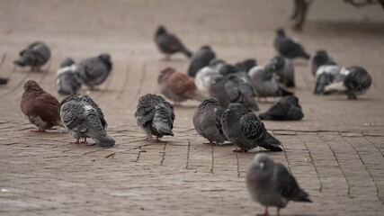 Close-up of a pigeon perched on a wooden park bench, pecking food. Urban bird in natural light with shallow depth of field and soft blurred background. Calm city wildlife scene.
