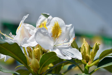 Obraz premium Rhododendron white flowers - Latin name - Rhododendron Madame Masson