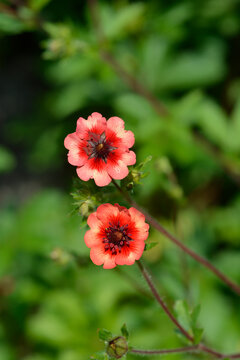 Cinquefoil orange red flower - Latin name - Potentilla nepalensis Roxana
