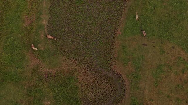 Aerial view of horses grazing on the green fields of Tusheti, Caucas, painting a serene scene of rural life in Omalo, Kakheti, Georgia.