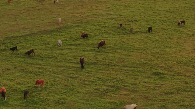 Aerial view of cattle grazing on the green field, with various shades of green, observed in Omalo, Kakheti, Georgia.