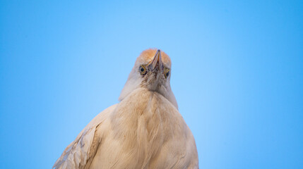 Western Cattle-Egret in Blue Sky