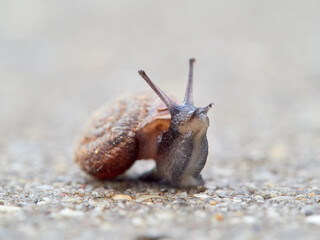 Small snail walking on the ground with its head raised. Xerotricha apicina snail. Small air-breathing land snail, a terrestrial pulmonate gastropod mollusk in the family Hygromiidae